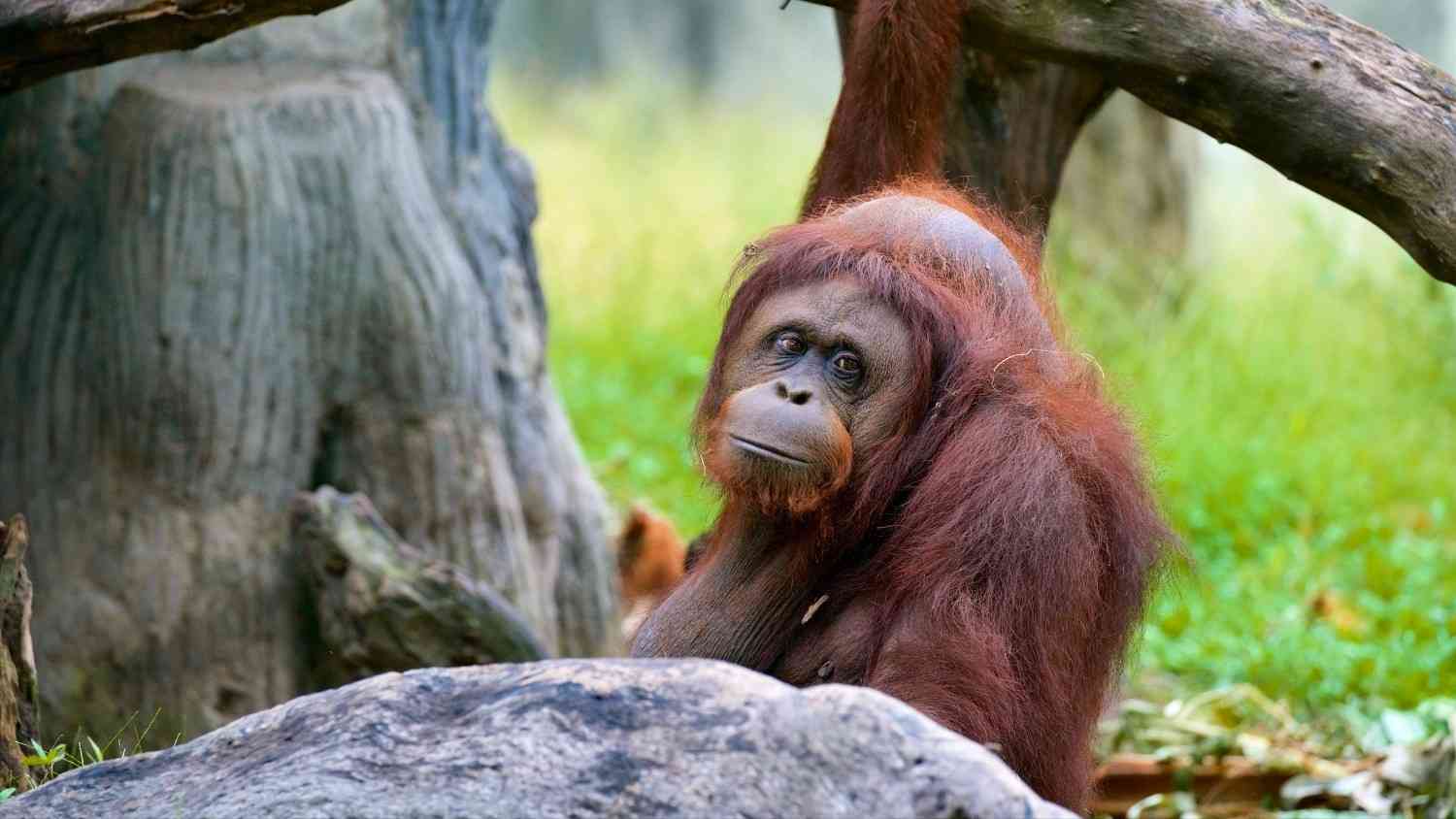 gembira-loka-zoo